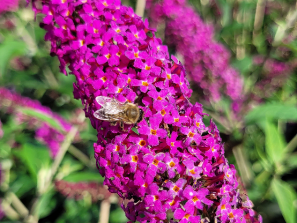 Buddleja davidii Miss Molly - Sommerflieder
